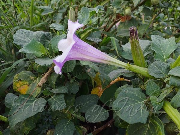 Devil's Trumpet